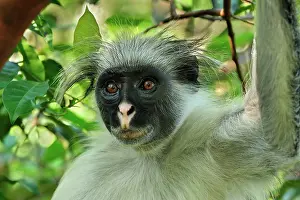 Kirkii: Zanzibar Red Colobus