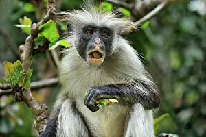 Kirkii: Zanzibar Red Colobus eating