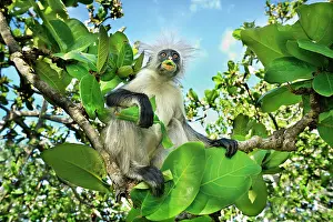 Kirkii: Zanzibar Red Colobus eating