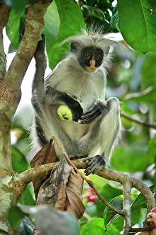 Kirkii: Zanzibar Red Colobus eating a fruit