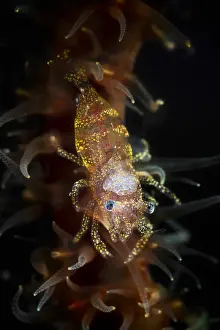 Zanzibar: Zanzibar Shrimp (Dasycaris zanzibarica) on Whip
