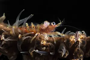 Zanzibar: Zanzibar Shrimp (Dasycaris zanzibarica) on Whip