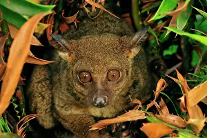 Bushbaby: Zanzibar Small-eared Galago