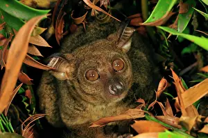 Bushbaby: Zanzibar Small-eared Galago