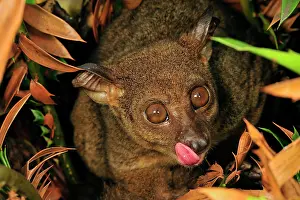 Bushbaby: Zanzibar Small-eared Galago with outstretched tongue