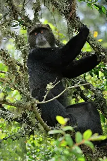 Zanzibar: Zanzibar SykesoAu'@s Monkey sitting in a tree full