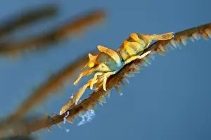 161018: Zanzibar Whip Coral Shrimp - on coral - Batu Niti