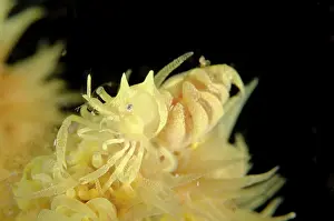 Zanzibar: Zanzibar Whip Coral Shrimp on Whip coral Midnight