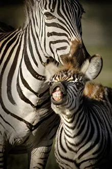 Grimace: Zebra baby making a grimace next to his mother