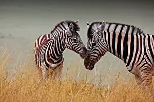 Wheedle: Zebra baby next to his mother, Etosha National Park