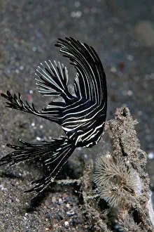 Batfishes: Zebra Batfish
