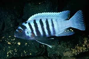 Cichlids: Zebra Cichlid - Egg Spots