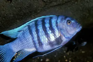 Pat And Tom Leeson: Zebra Cichlid / Mbuna Cichlids endemic to Lake Malawi