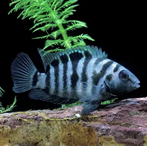 Cichlids: Zebra / Convict CICHLID
