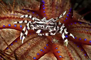 Shellfishes: Zebra Crab - on a Sea Urchin