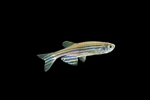 Danio: Zebra Danio Fish - black background side view