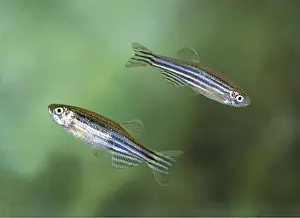 Danio: ZEBRA DANIO FISH - pair