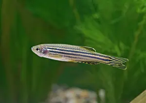 Danio: Zebra Danio - side view by weeds