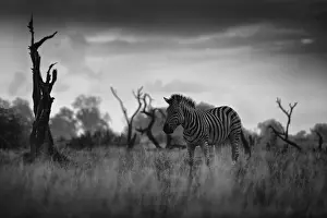 Estuary: Zebra with dark storm sky. Burchell's zebra
