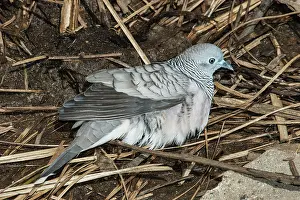 Striata: Zebra Dove