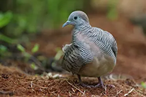 Striata: Zebra Dove