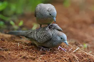 Striata: Zebra Dove