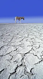Desertification: ZEBRA - in drought landscape