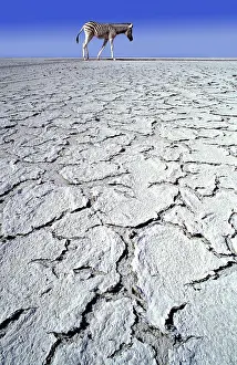 Desertification: ZEBRA - in drought landscape