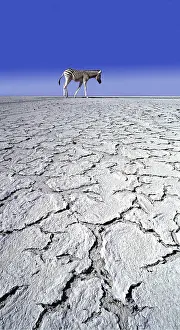 Level: ZEBRA - in drought landscape