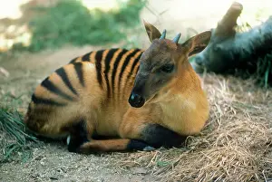 ZEBRA DUIKER