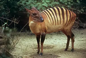 Duiker: Zebra Duiker - male foraging