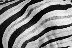 Zebra (Equus burchelli) stripes pattern black and