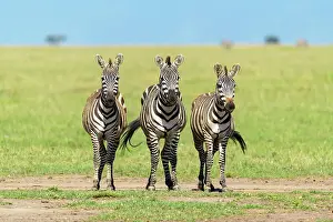 Quagga: Zebra (Equus quagga), three animal, Masai Mara National