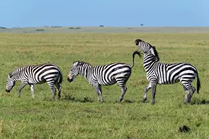 Quagga: Zebra (Equus quagga), three animal in a row, Masai