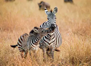 Bare: Zebra (Equus quagga) with a baby. Kenya. Tanzani