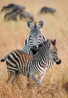 Bare: Zebra (Equus quagga) with a baby. Kenya. Tanzani