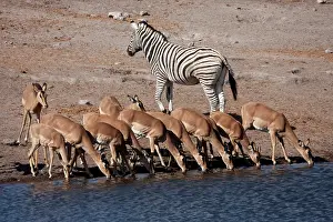 Bending: Zebra (Equus Quagga Burchellii) and black-faced