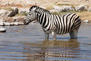 Knee: Zebra (Equus quagga burchellii) standing