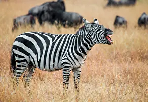 Bare: Zebra (Equus quagga) is standing in the savannah