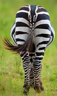 Therapsida: Zebra (Equus quagga). Back view. Kenya. Tanzania
