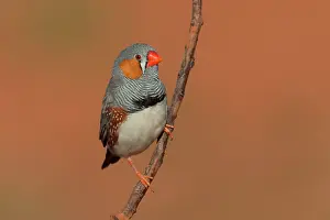 Taeniopygia: Zebra Finch
