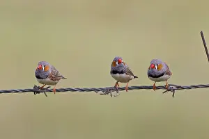 Guttata: Zebra Finch