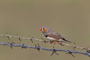 Guttata: Zebra Finch