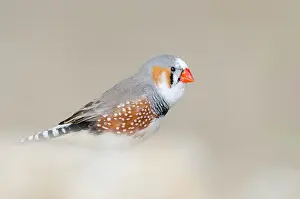 Guttata: Zebra Finch