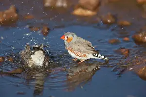 Aboriginal: Zebra Finch - bathing at a pool in Donkey Creek