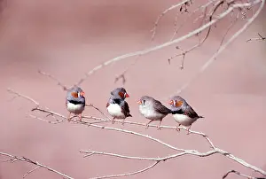 Graeme Chapman: ZEBRA FINCH - four on branch