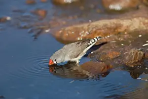 Taeniopygia: Zebra Finch - drinking from pool