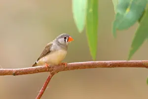 Permanent: Zebra Finch - female adult sits on a branch near