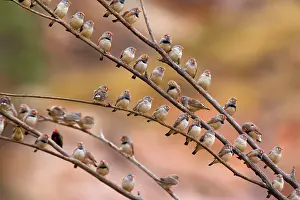 Permanent: Zebra Finch - flock of male and female Zebra Finches