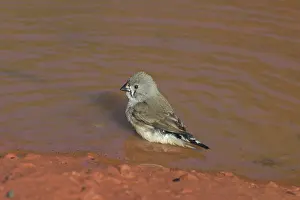 Taeniopygia: Zebra Finch - juvenile in pool